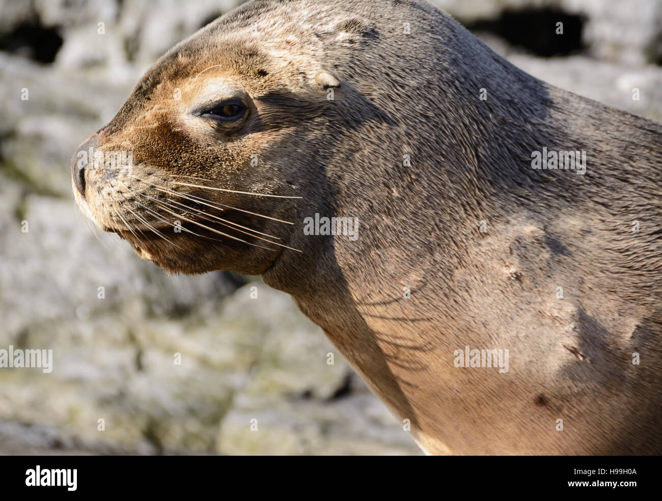 Les lions de mer sur l'île dans le canal de beagle près d'Ushuaia (Argentine) Banque D'Images
