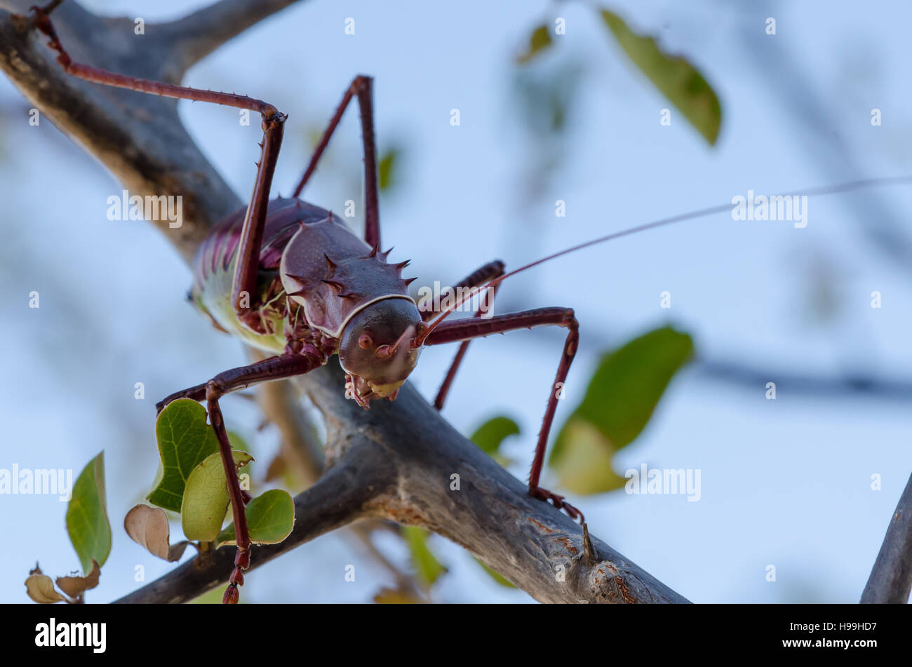 Closeup macro d'insectes cricket blindés sur branche d'arbre en Angola. Banque D'Images