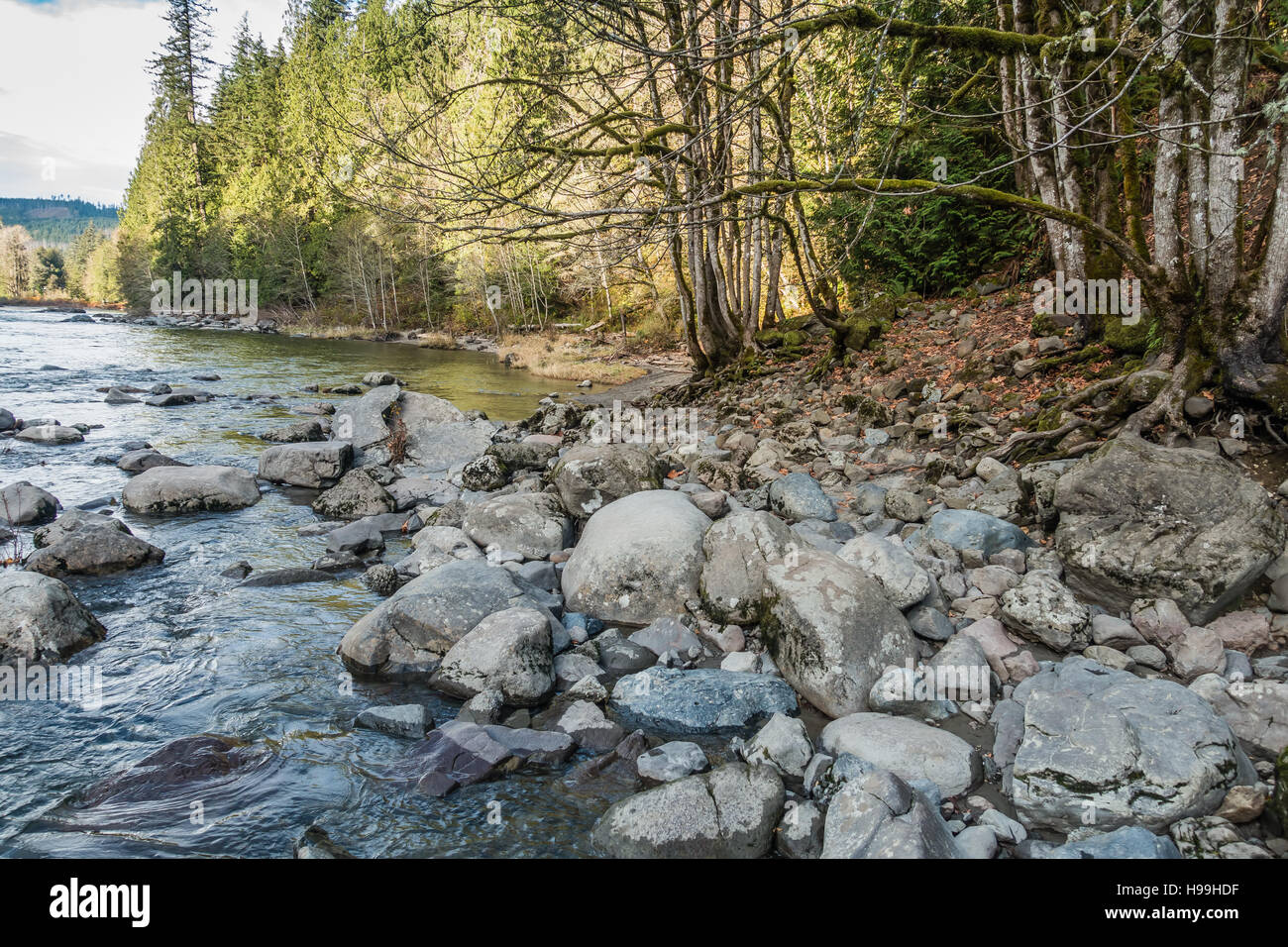 La ligne d'arbres et de pierres le long de la rive de la rivière Snoqualmie dans l'État de Washington. Banque D'Images