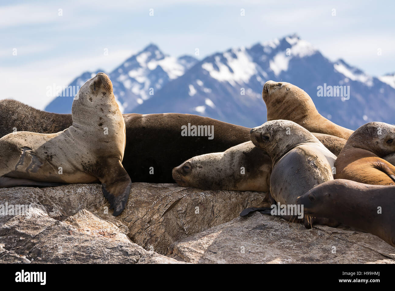 Les lions de mer sur l'île dans le canal de beagle près d'Ushuaia (Argentine) Banque D'Images