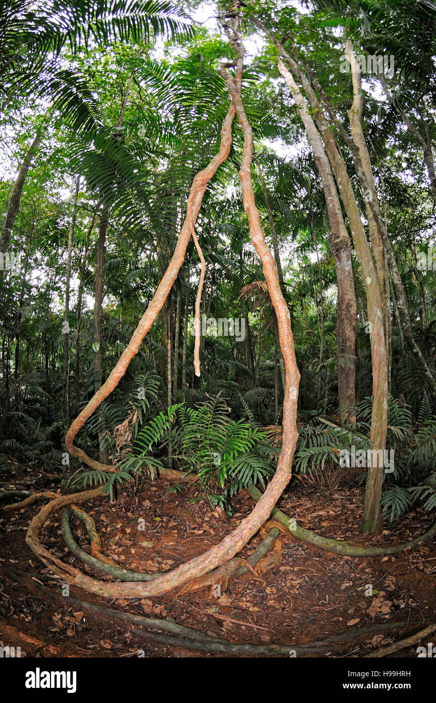 Des racines aériennes dans la forêt tropicale humide du Panama, rainforest, Gamboa, Panama Banque D'Images