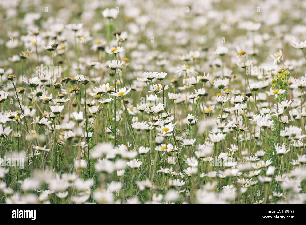 La grande marguerite Leucanthemum vulgare Banque D'Images