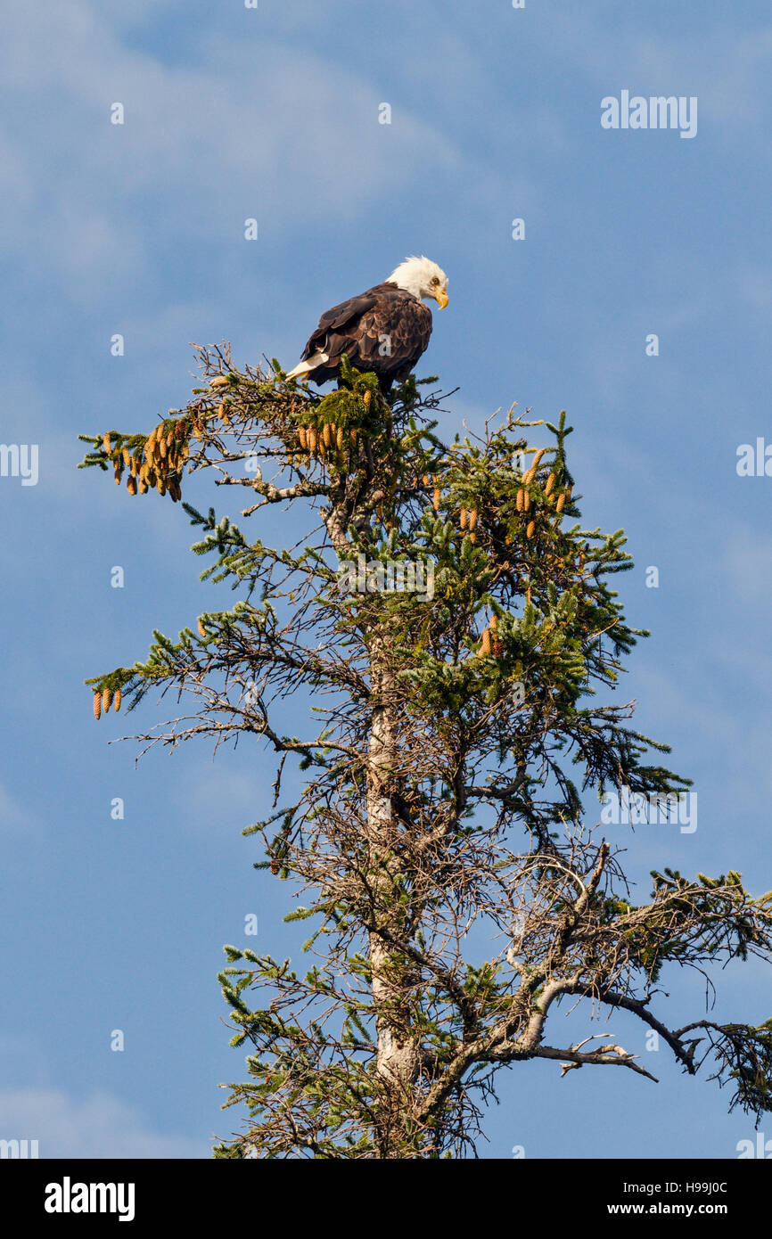 Pygargue perchée au sommet d'arbre, la Forêt Nationale Tongass, Alaska Banque D'Images