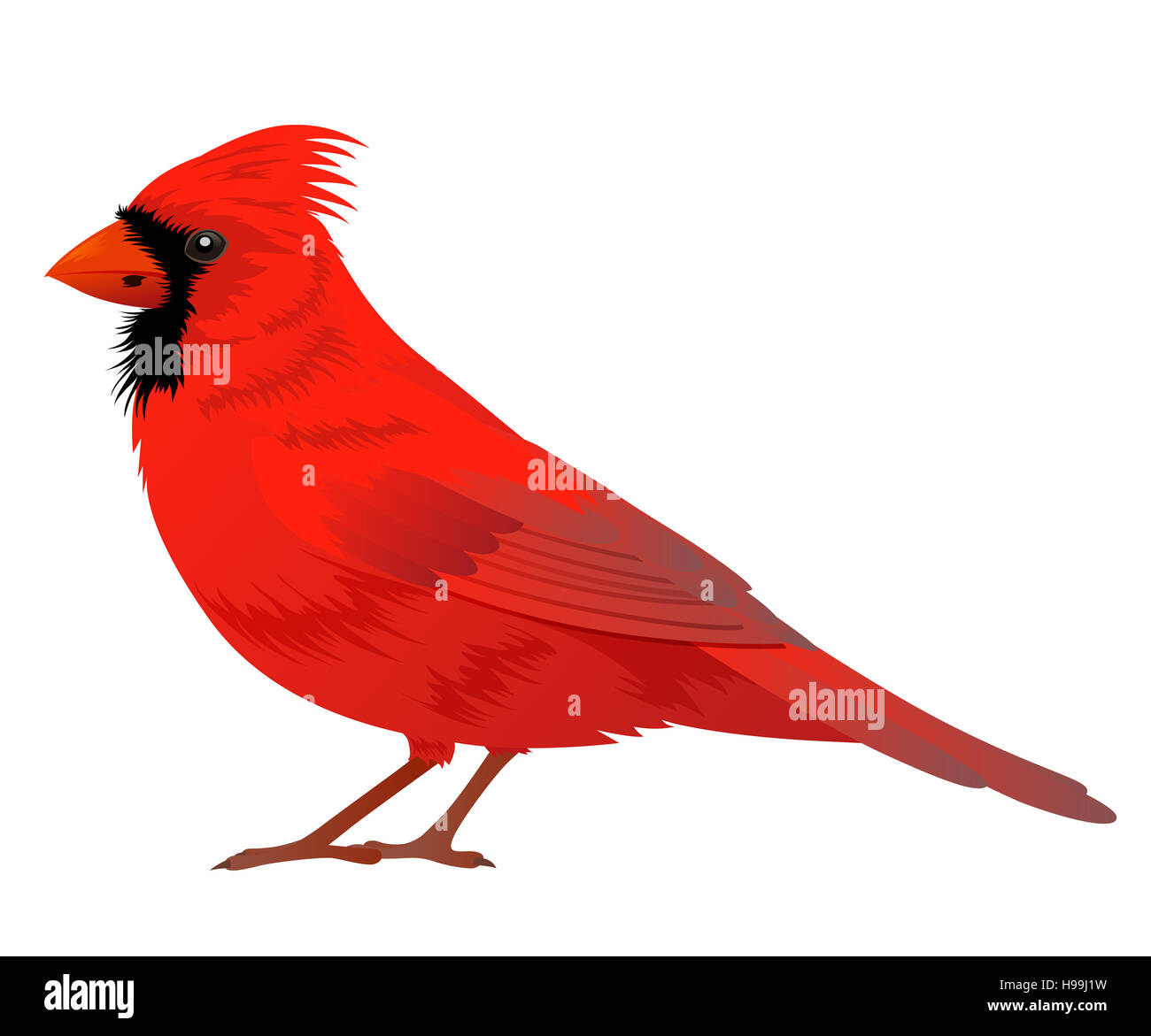 Cardinal rouge sur fond blanc d'oiseaux. Banque D'Images