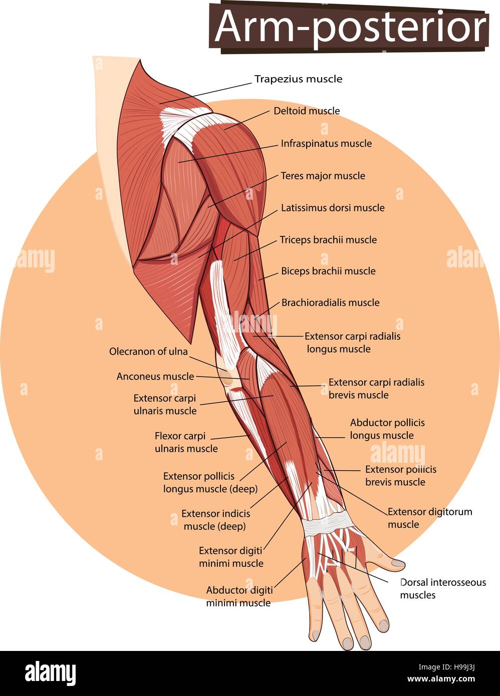 Vector illustration de l'anatomie du bras Illustration de Vecteur