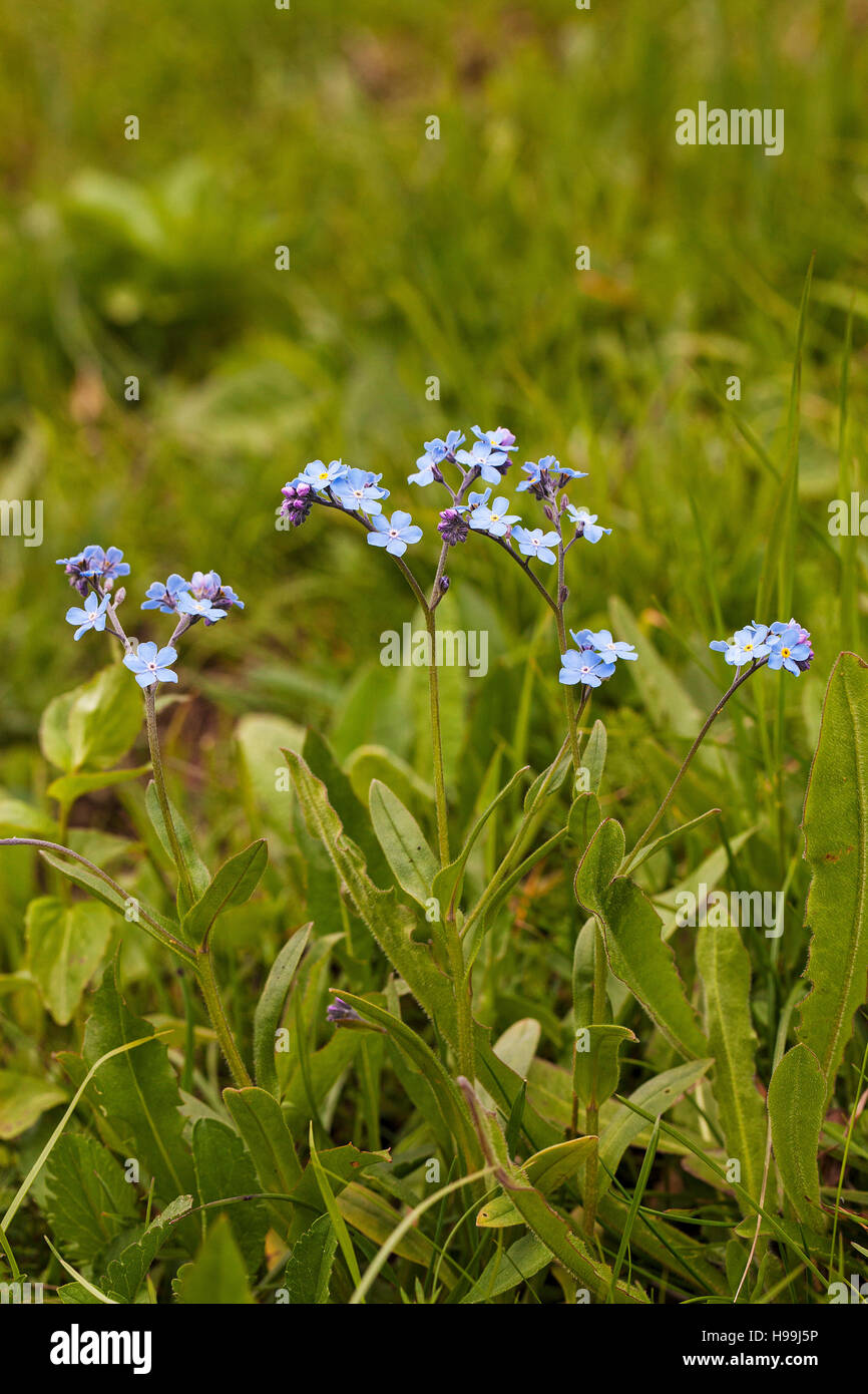 Bois Alpine forget-me-not Myosotis alpina Parc Naturel Régional du Vercors France Banque D'Images