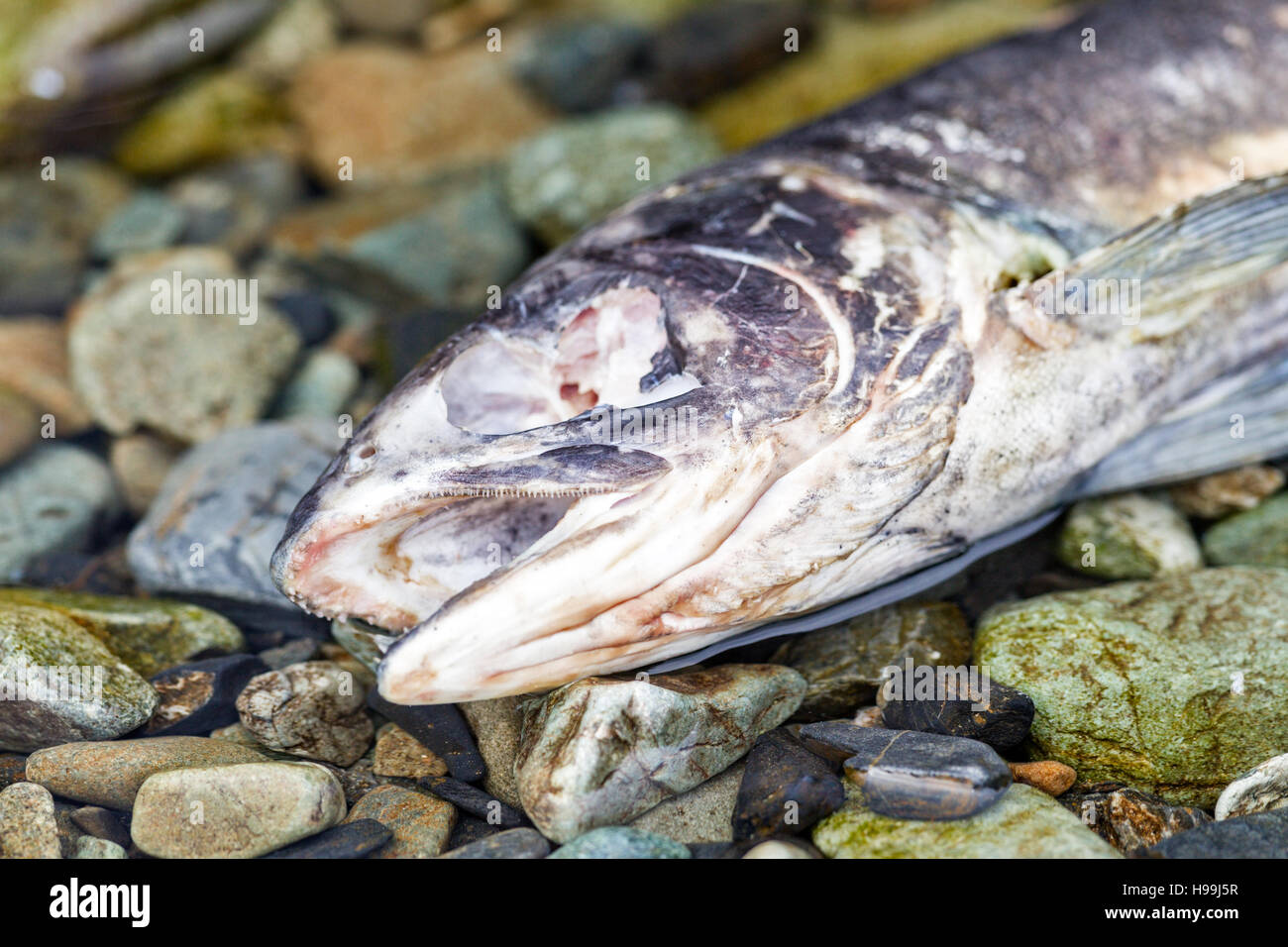 Origine du saumon du Pacifique à fournir des éléments nutritifs à l'océanique riche en eau douce et les écosystèmes de forêt côtière dans la côte de l'Alaska Banque D'Images