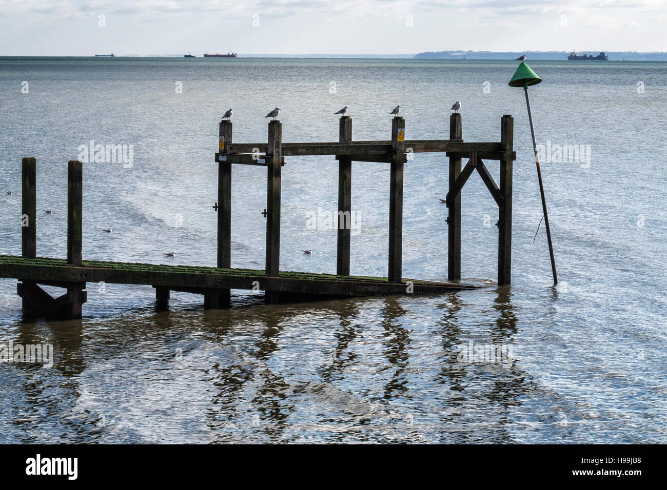 Mouettes sur une jetée en bois dans l'estuaire de la Tamise. Southend-on-sea, Essex, Angleterre Banque D'Images