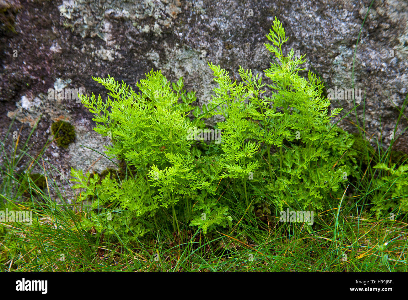 Fougère Cryptogramma crispa persil à côté de la route pour Arrun Parc National des Pyrénées France Banque D'Images