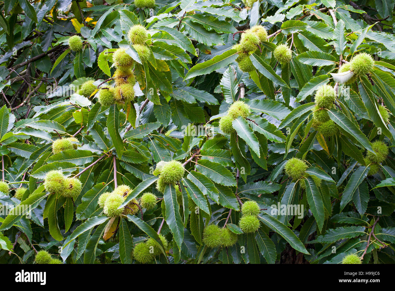 Sweet chestnut Castanea sativa avec des fruits dans les spathes Denny Wood Parc national New Forest Hampshire England UK Banque D'Images