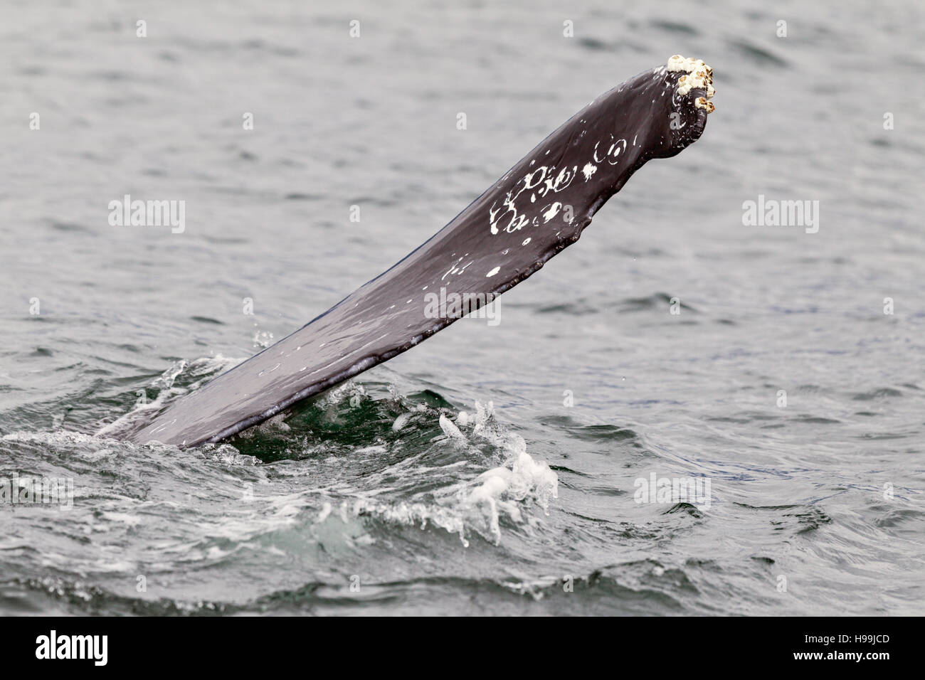Un adulte baleine à bosse (Megaptera novaeangliae) dans les eaux autour de la côte de l'Alaska Banque D'Images