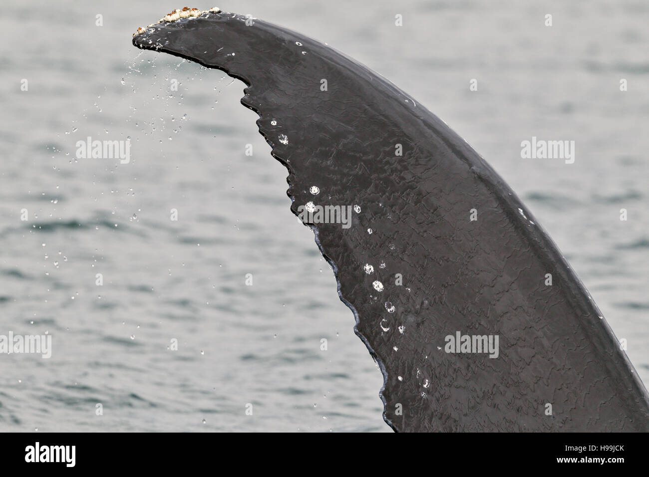 Un adulte baleine à bosse (Megaptera novaeangliae) dans les eaux autour de la côte de l'Alaska Banque D'Images