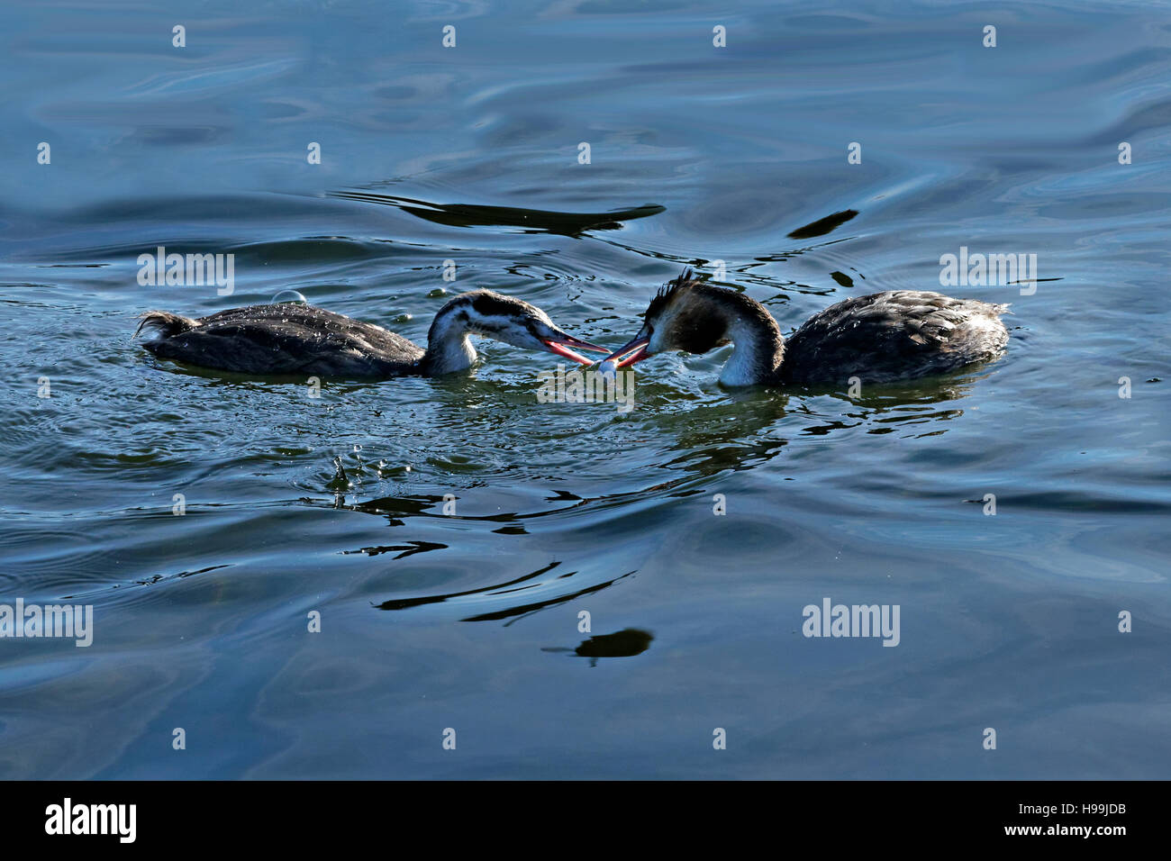 2 grands grèbes huppés (Podiceps cristatus) les oiseaux qui se nourrissent dans l'eau Banque D'Images