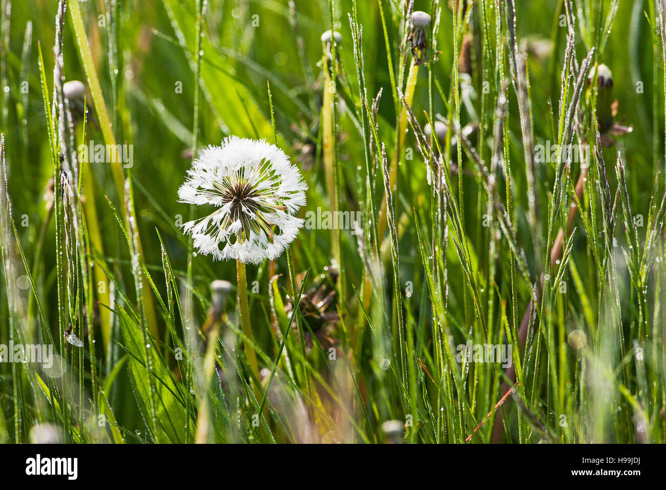 Le pissenlit Taraxacum spp. graines dans l'eau meadows Ringwood Hampshire England UK Banque D'Images