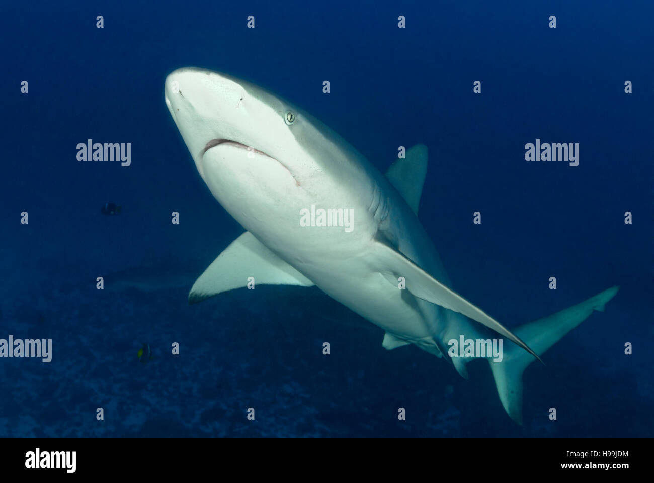 Requins Galápagos, l'île de Malpelo, en Colombie, à l'Est de l'Océan Pacifique Banque D'Images