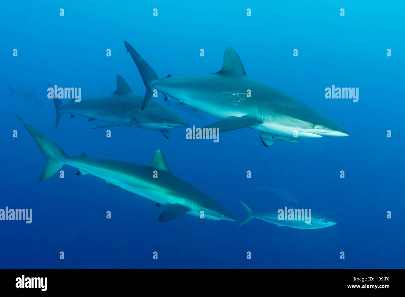 L'école de requin soyeux, requins, l'île de Malpelo, en Colombie, à l'Est de l'Océan Pacifique Banque D'Images