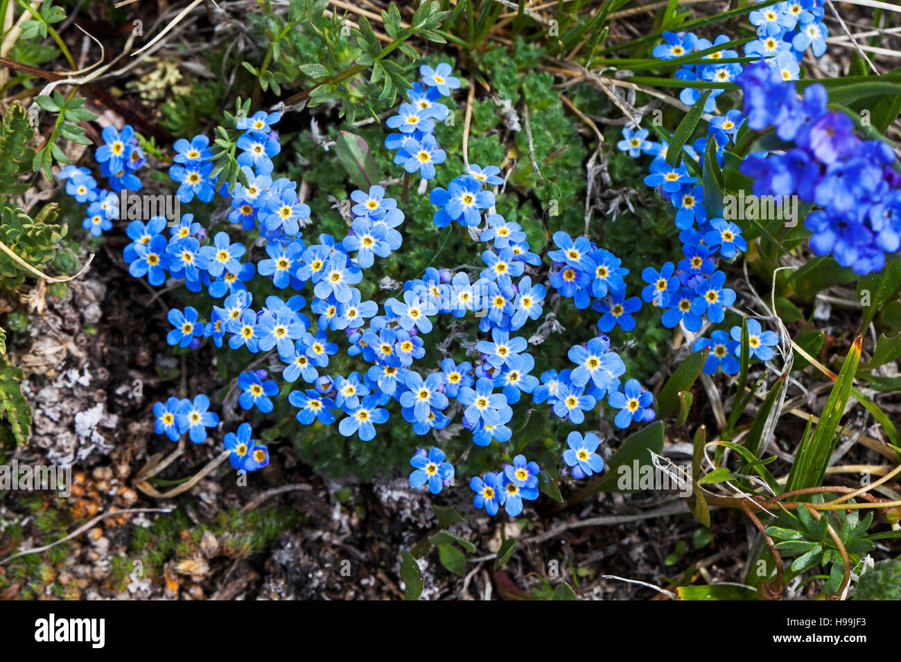 Alpine forget-me-not Eritrichum nanum dent d'ours Pass Bretagne France Juin 2015 Banque D'Images
