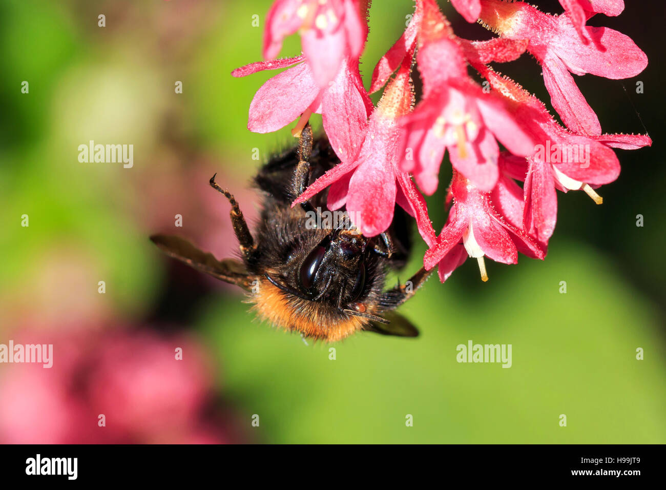 Sunlit Hover fly se nourrissant de fleurs rouge ouvert dans un jardin anglais Banque D'Images