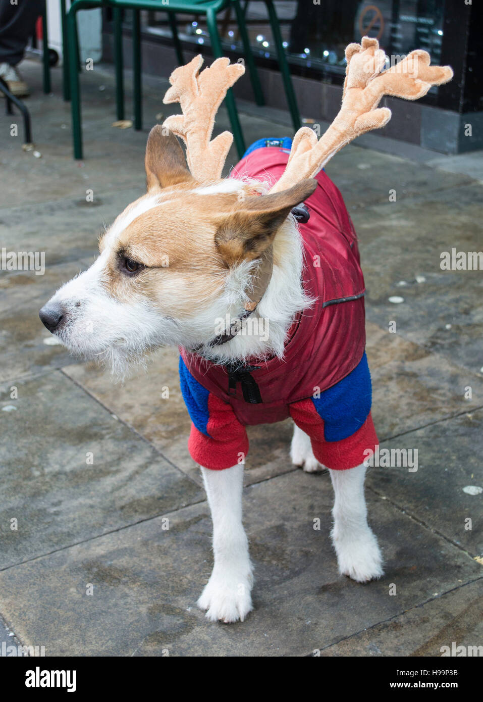 Toby le chien se faisant passer pour un renne sur Oxford Street, Swansea, Pays de Galles portant des bois Banque D'Images