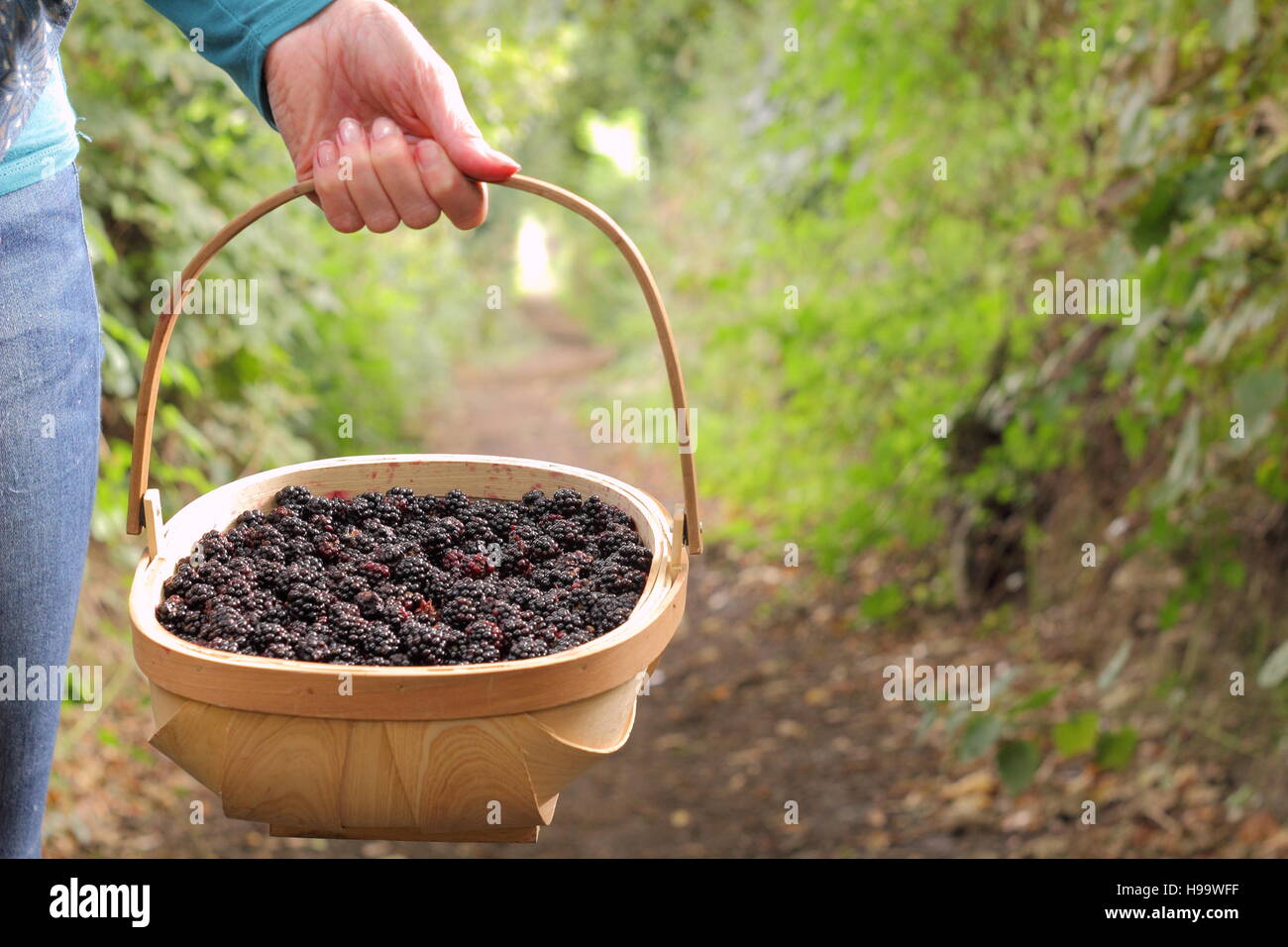 Les Rubus. Blackerries sont cueillies à partir d'une haie en anglais par une femme en été. UK Banque D'Images