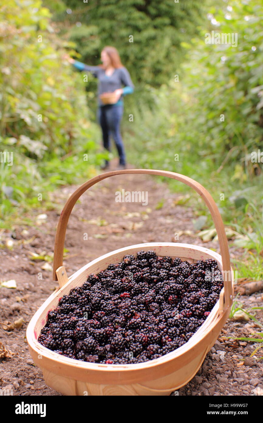 Les Rubus. Blackerries sont cueillies à partir d'une haie en anglais par une femme en été. UK Banque D'Images