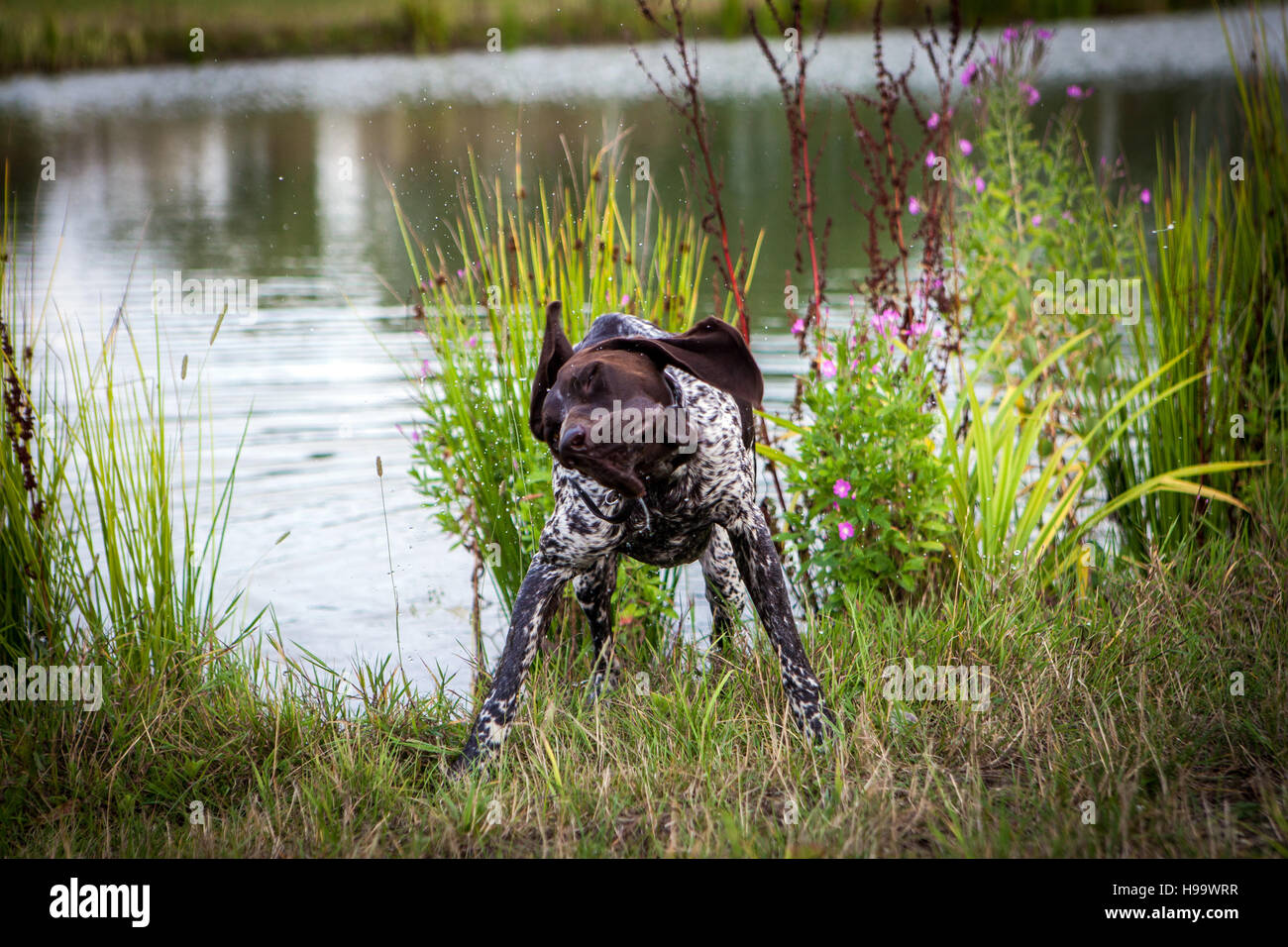 Braque allemand-chien après la baignade à sec Banque D'Images