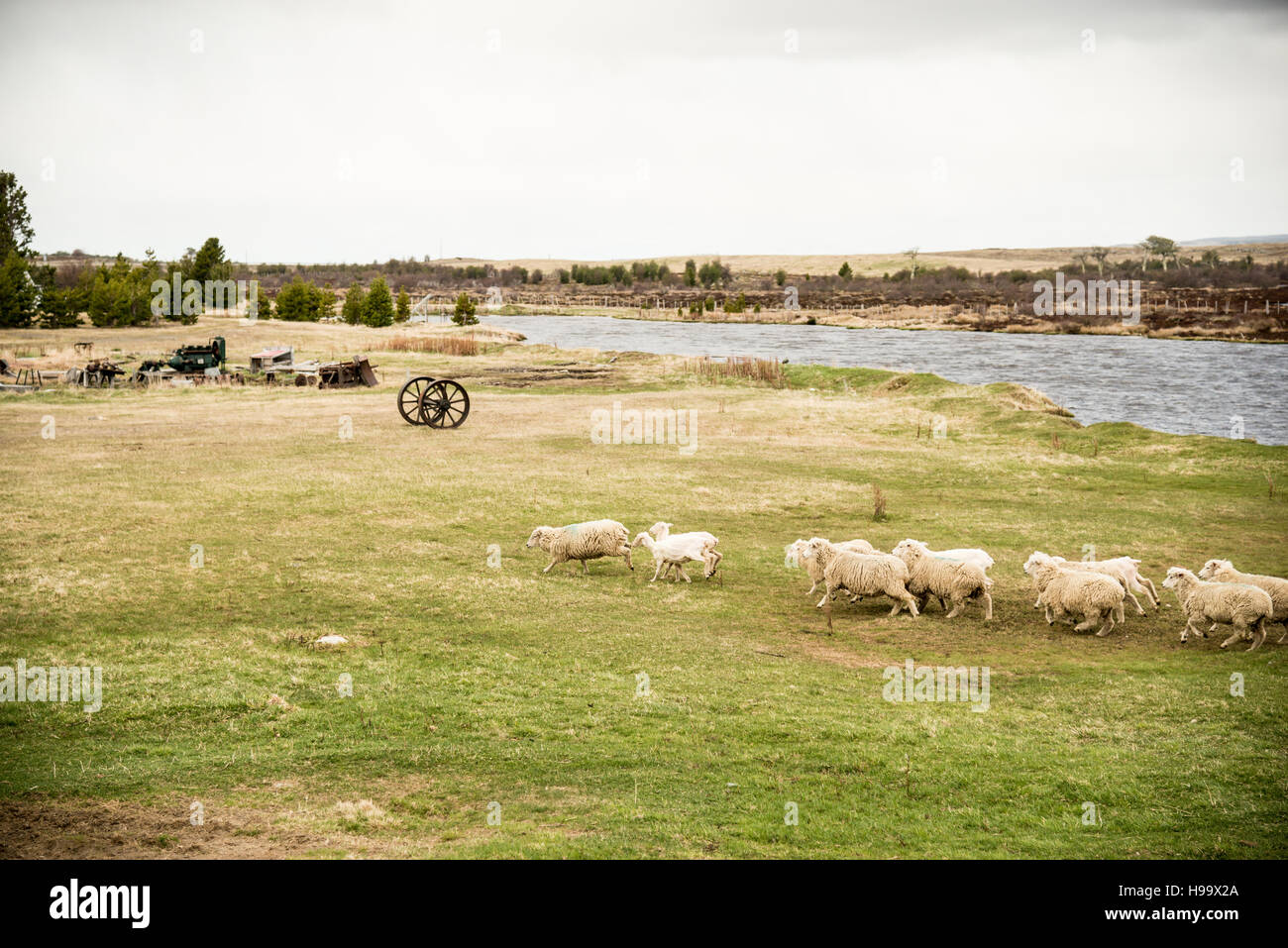 L'élevage de moutons en Patagonie Banque D'Images