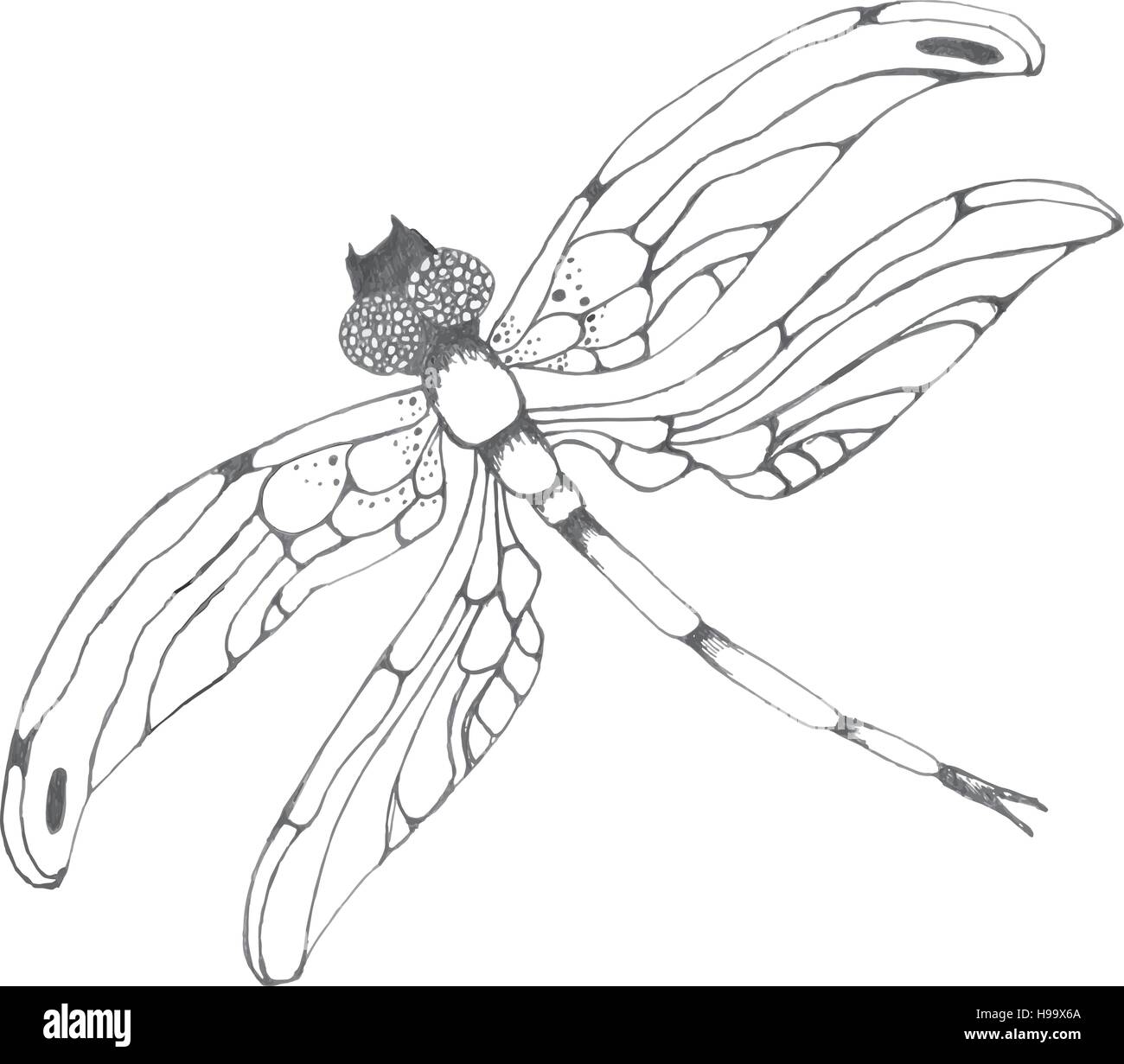 Dragonflie. Illustration graphique dessiné à la main en noir et blanc Illustration de Vecteur