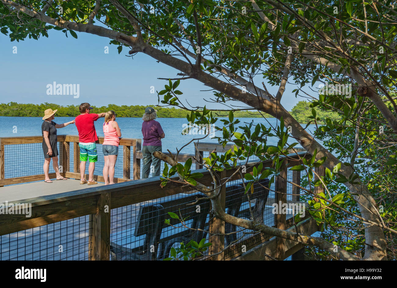 La Floride, l'île de Sanibel, J.N. 'Ding' Darling National Wildlife Refuge, faune, donnent sur la Mangrove Banque D'Images