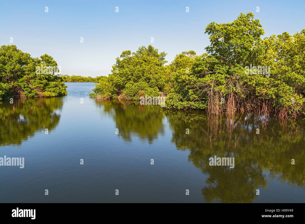 La Floride, l'île de Sanibel, J.N. 'Ding' Darling National Wildlife Refuge, la faune, les palétuviers d'entraînement Banque D'Images