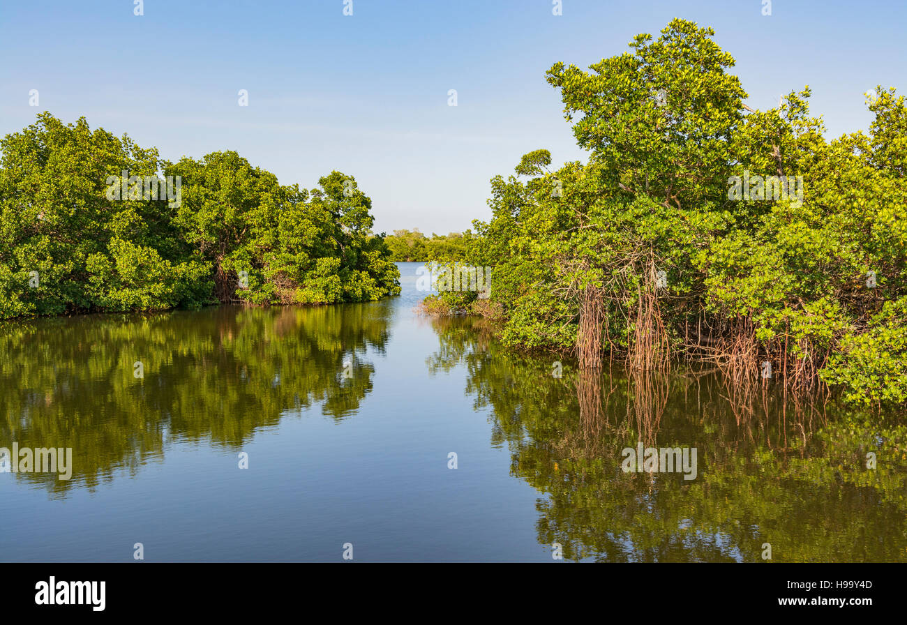 La Floride, l'île de Sanibel, J.N. 'Ding' Darling National Wildlife Refuge, la faune, les palétuviers d'entraînement Banque D'Images