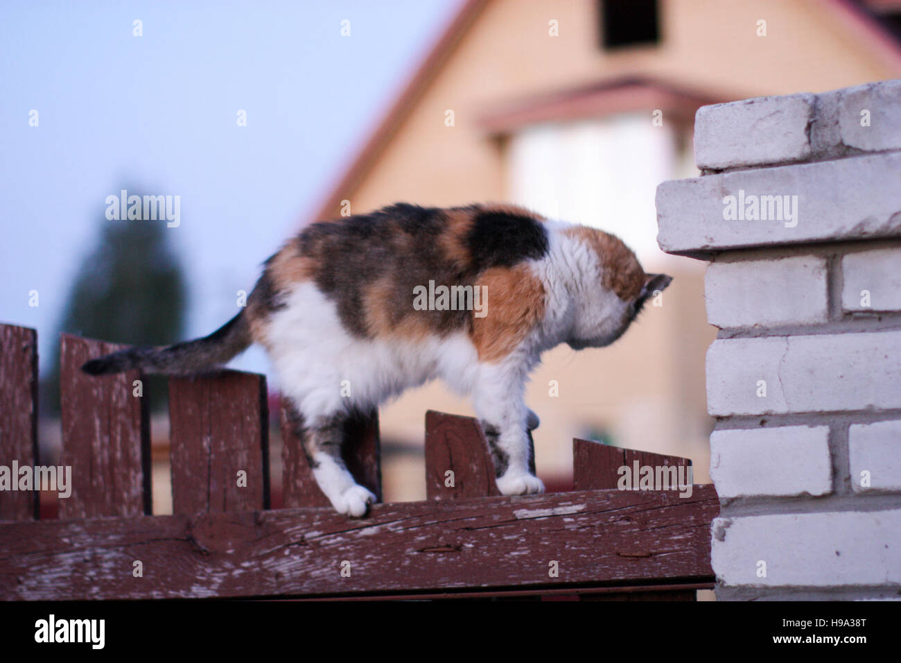 Le chat regarde en arrière, debout sur la barrière Banque D'Images