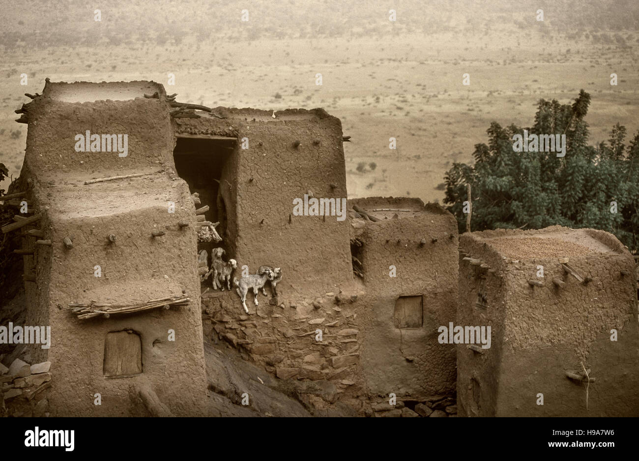 Tireli, Mali, Afrique - 30 janvier 1992 : village Dogon et typique des bâtiments de boue Banque D'Images