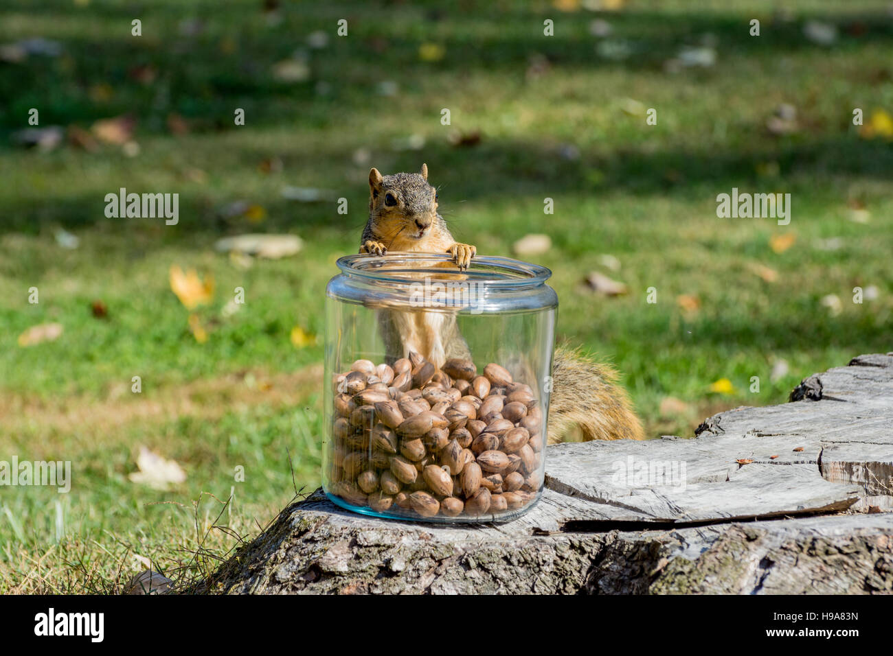 L'Est de l'Écureuil Fox avec un pot de noix Banque D'Images