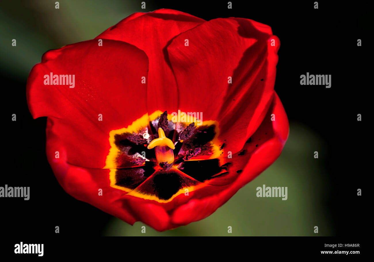 Tulipe rouge. Banque D'Images