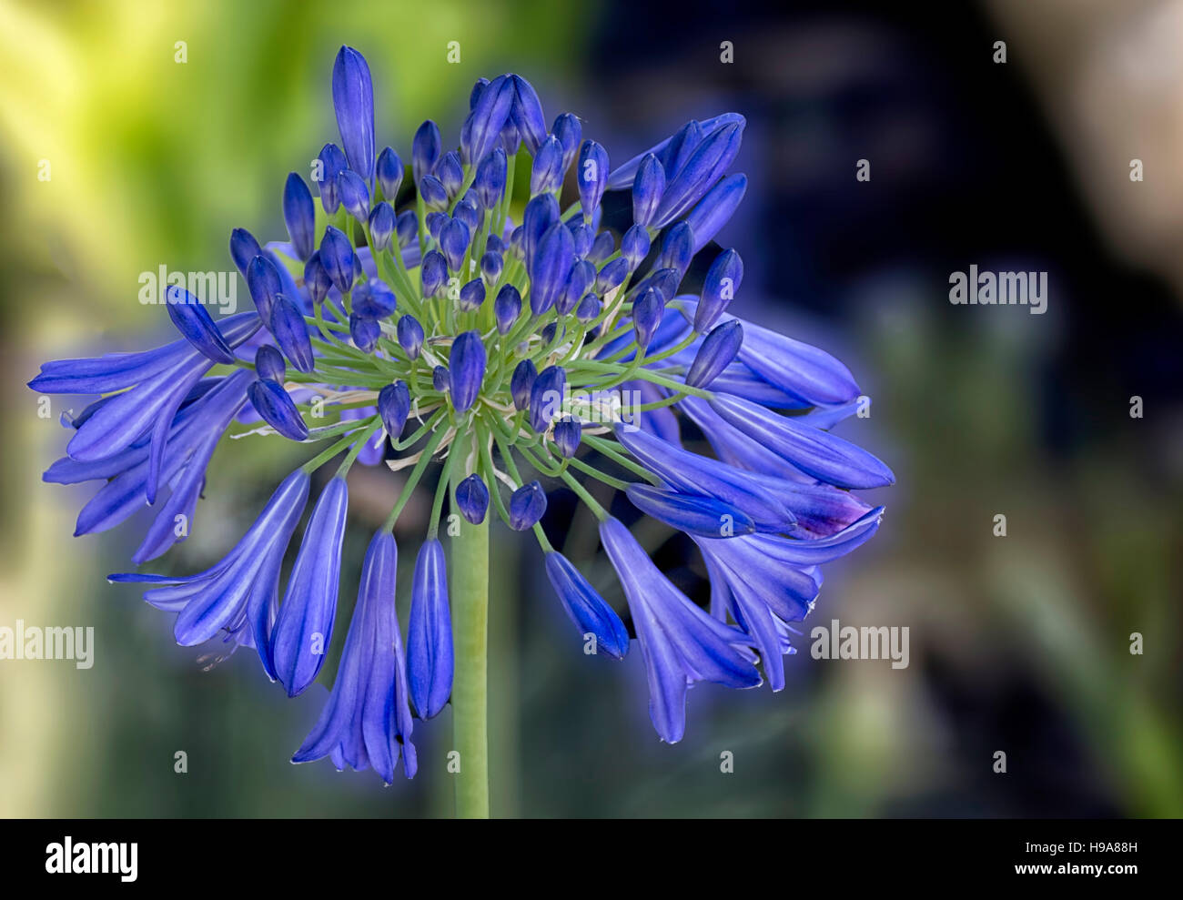 Agapanthus fleur . Banque D'Images