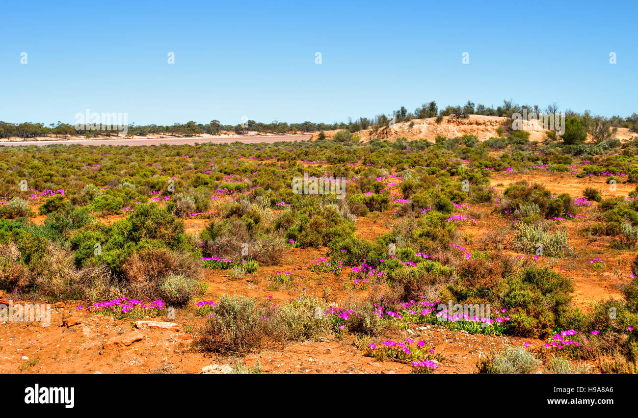 Le désert rouge - l'ouest de l'Australie. Banque D'Images