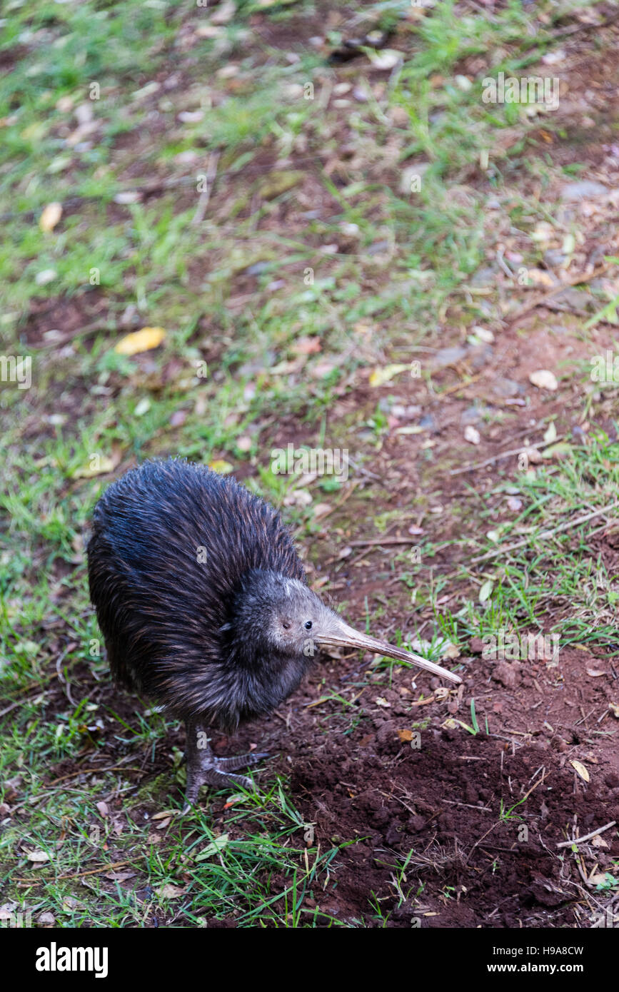 New Zealand Kiwi Oiseau Banque Dimages Photo Stock