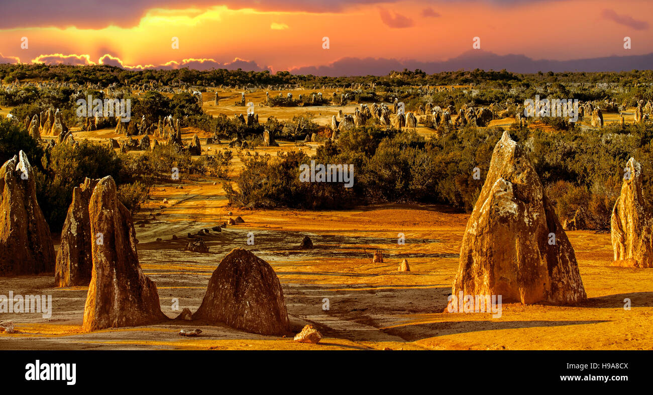 Les Pinnacles dans le Parc National de Nambung, dans l'ouest de l'Australie. Les pinacles sont des formations calcaires Nambung contenus dans Banque D'Images