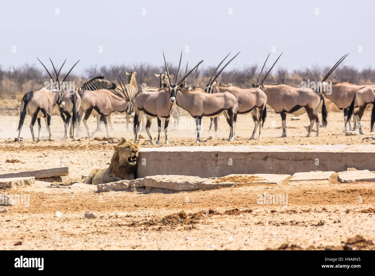 Les zèbres oryxs lion Banque D'Images