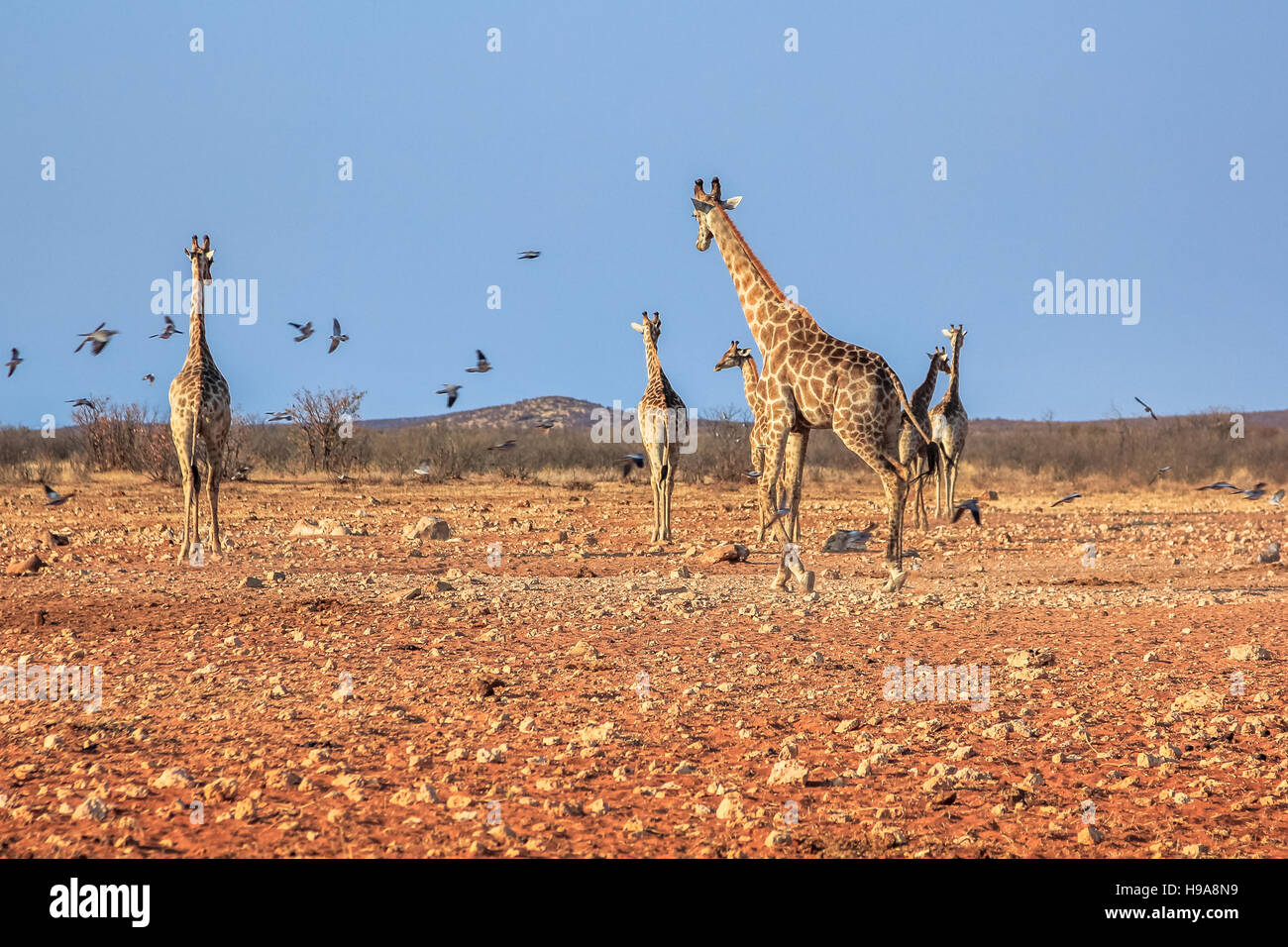 Les Girafes dans la savane Banque D'Images