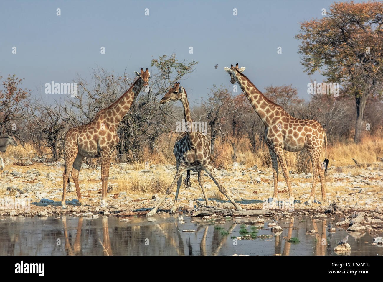Trois girafes debout Banque D'Images