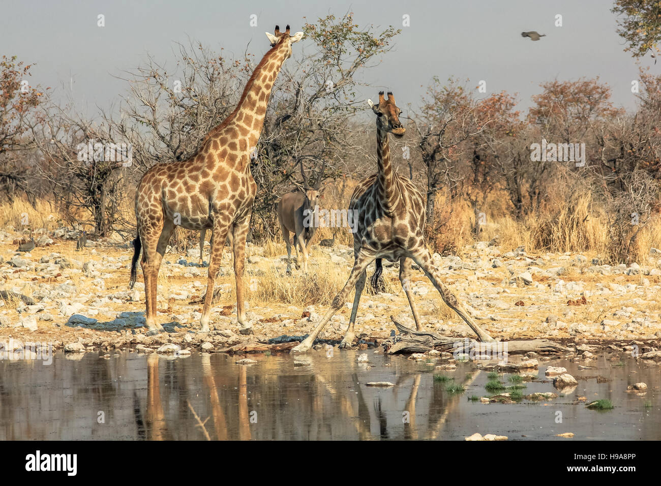 Deux girafes de boire Banque D'Images