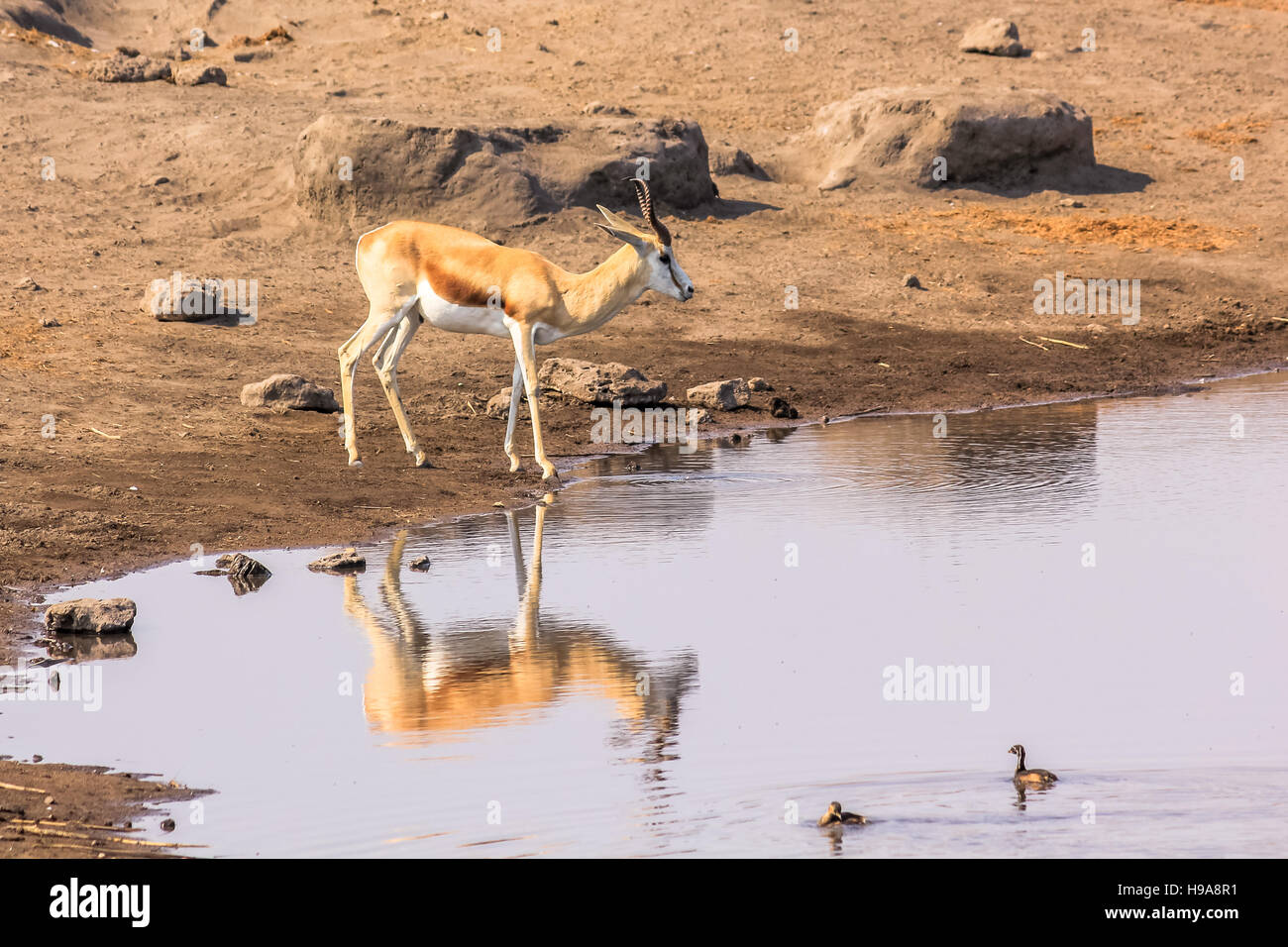 Lone springbok à pool Banque D'Images