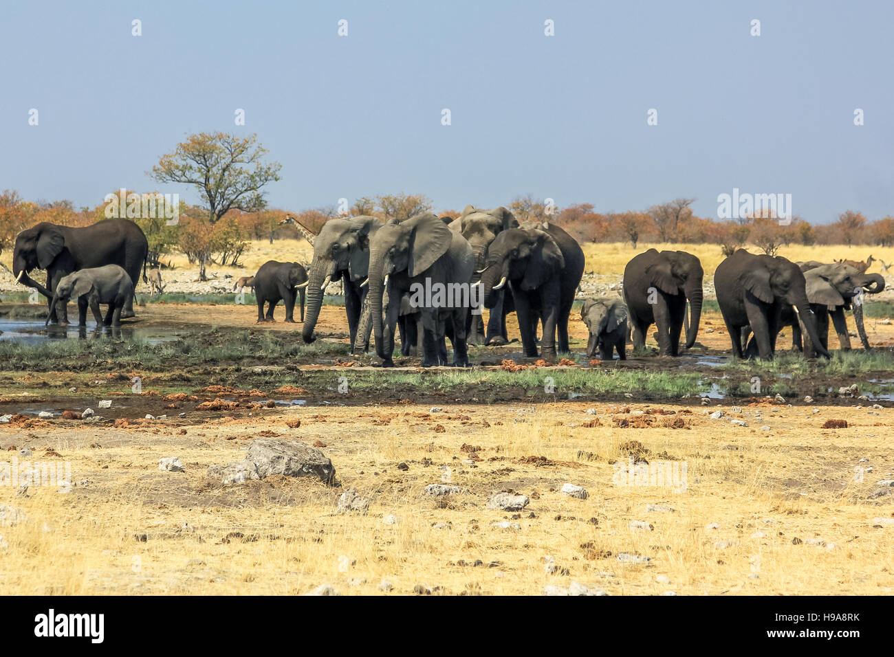 Troupeau d'éléphants d'Etosha Banque D'Images
