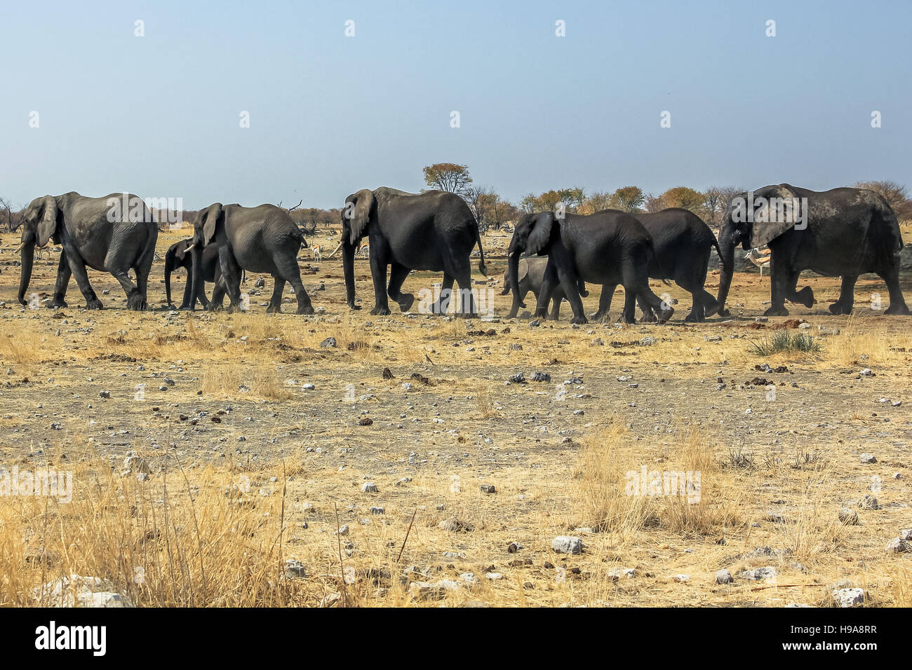 Les éléphants d'Etosha Banque D'Images