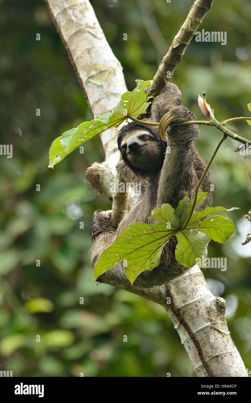 Trois-toed sloth sur l'arbre dans la forêt tropicale Banque D'Images