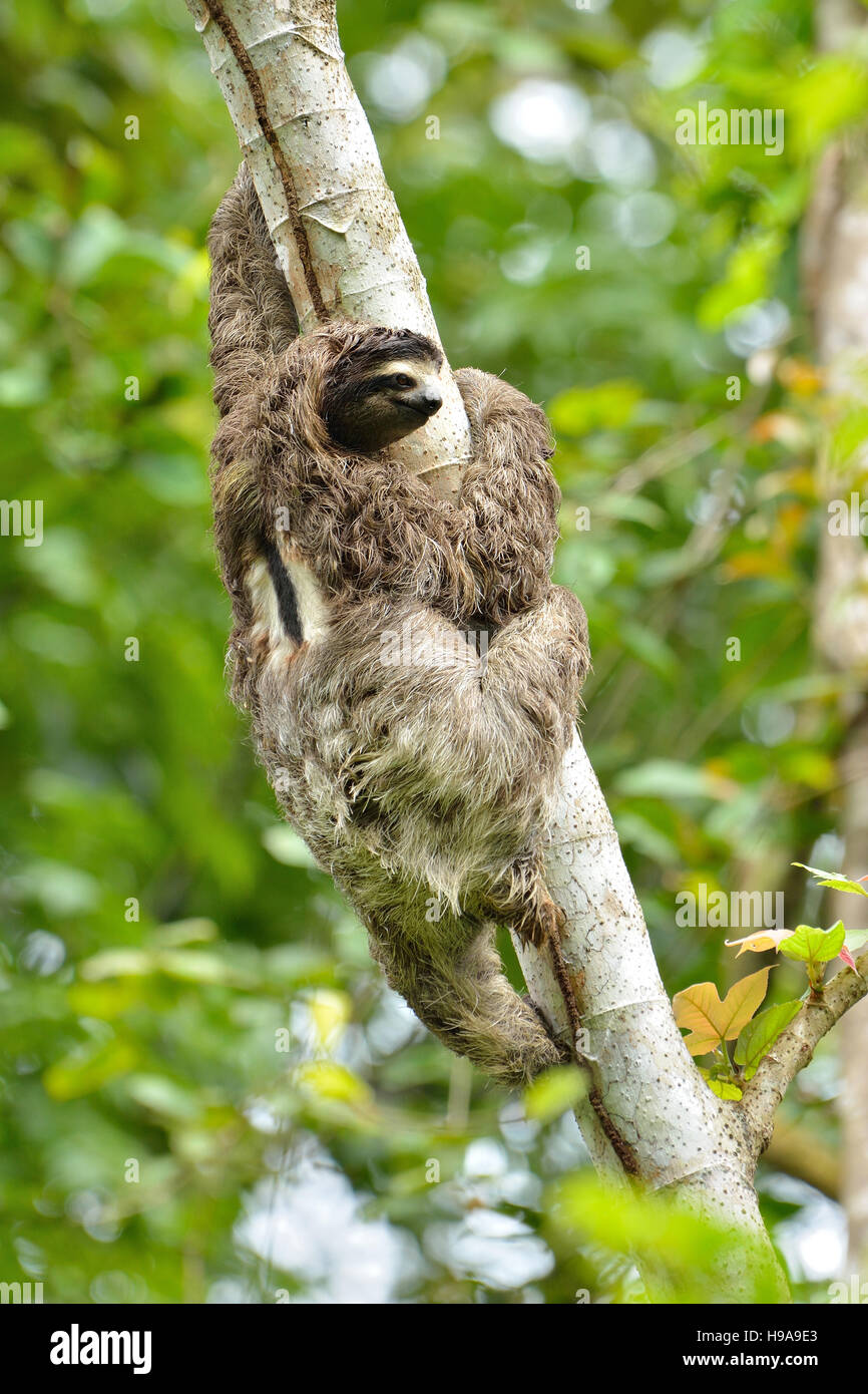 Trois-toed sloth sur l'arbre dans la forêt tropicale Banque D'Images