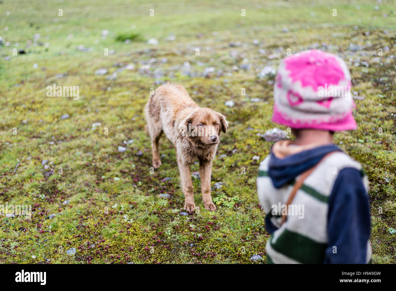 Chien de ferme sur Lares Trek Banque D'Images