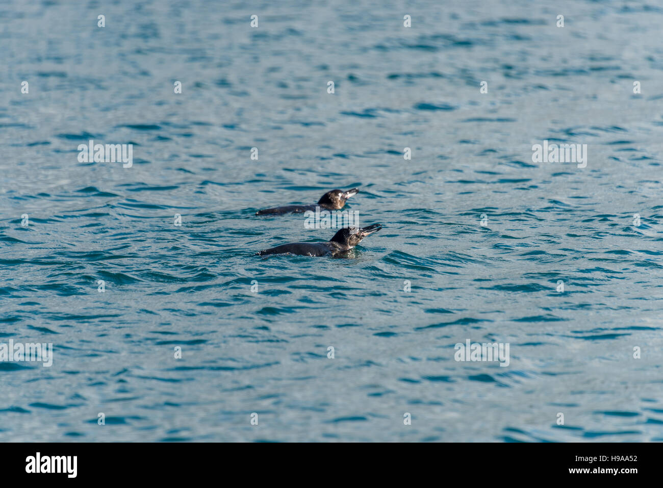 Les pingouins des Galapagos Banque D'Images